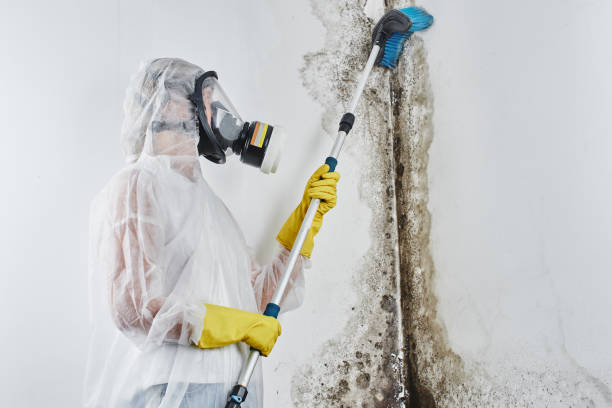 Best Attic Mold Removal  in Laguna Hills, CA
