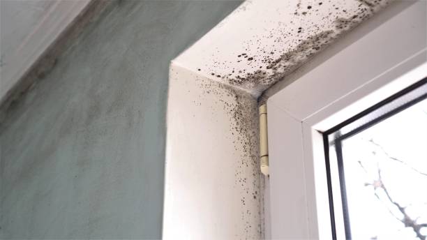 Mold Testing and Removal in Laguna Hills, CA