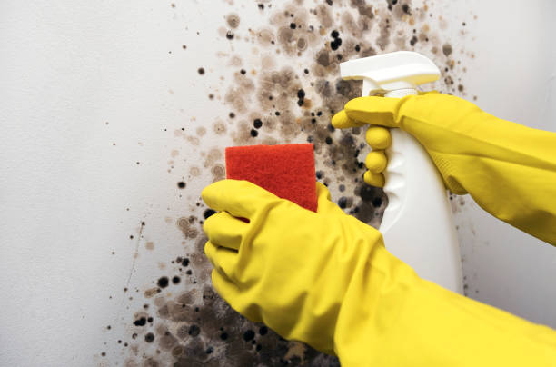 Best Mold Damage Repair  in Laguna Hills, CA