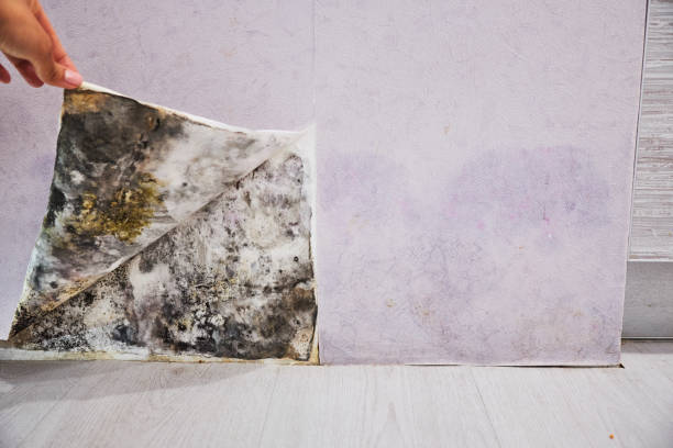 Best Mold Cleaning Services  in Laguna Hills, CA